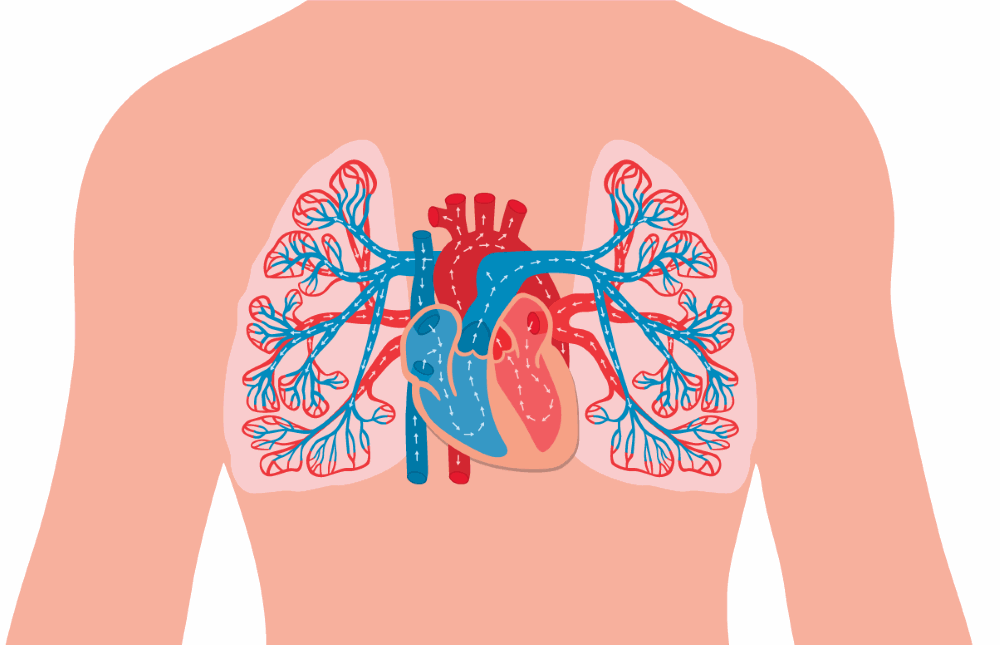 Der kleine Blutkreislauf / Lungenkreislauf